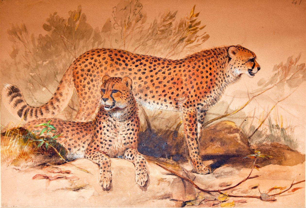 Cheetah, 1851-52 av Joseph Wolf