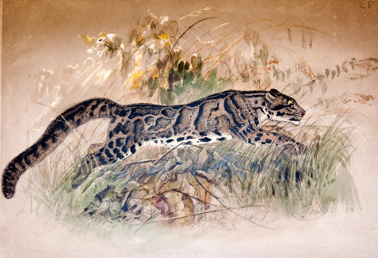 Skyet leopard, 1851-69 av Joseph Wolf