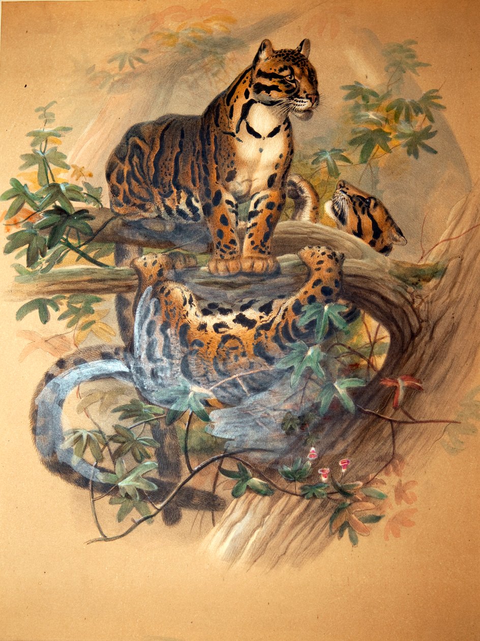 Skyet leopard, 1861 av Joseph Wolf