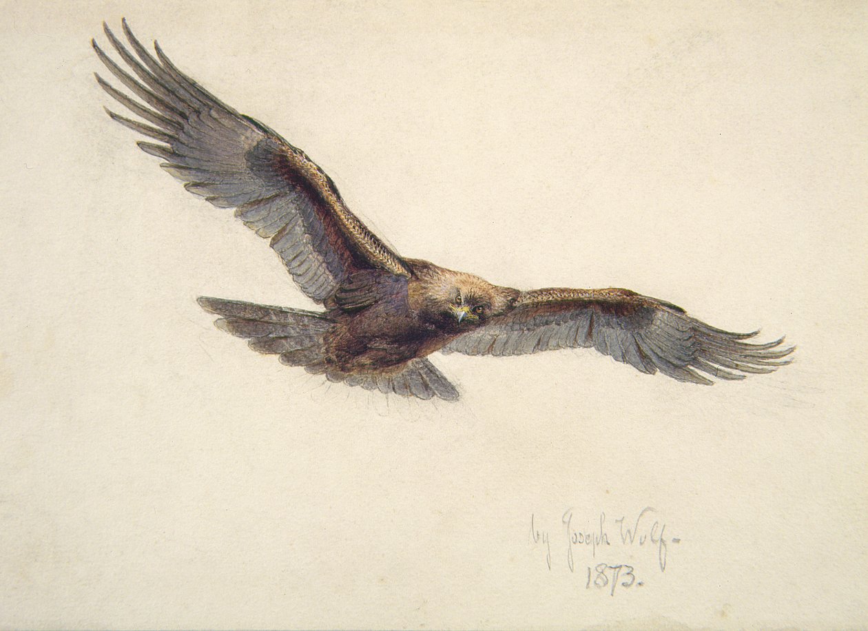 Ørn på flukt, 1873 av Joseph Wolf