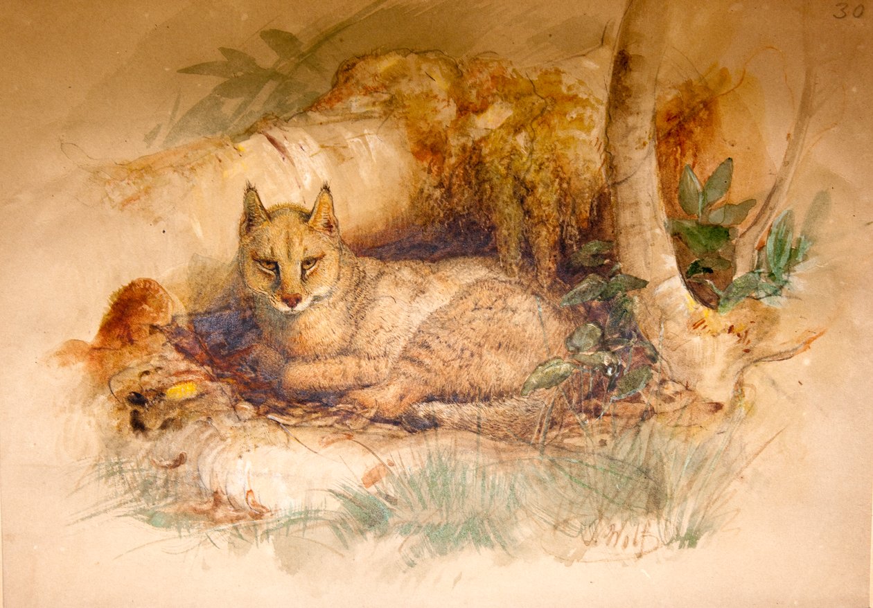 Egyptisk katt, 1851-69 av Joseph Wolf