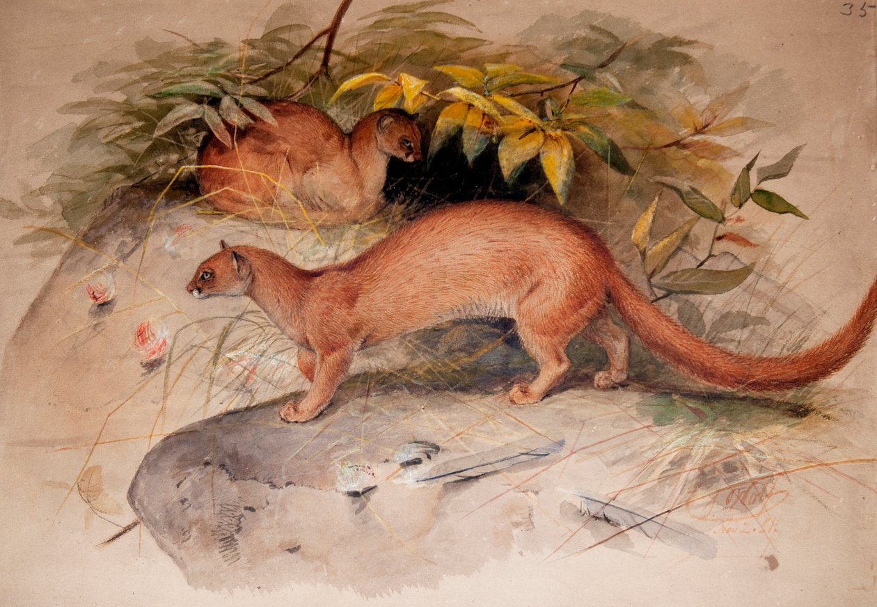 Øre (Felis øre), 1851 av Joseph Wolf