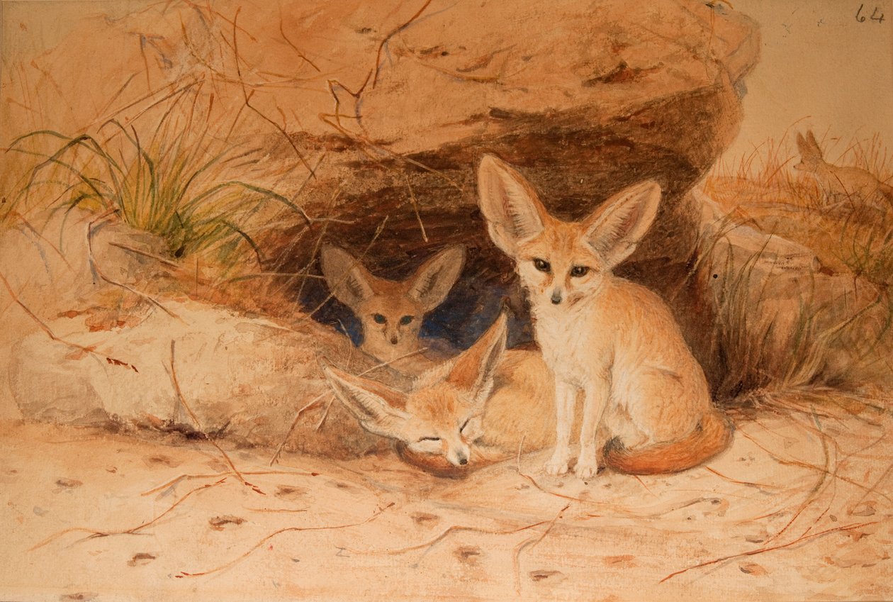 Fennec Fox - Canis cerdo av Joseph Wolf