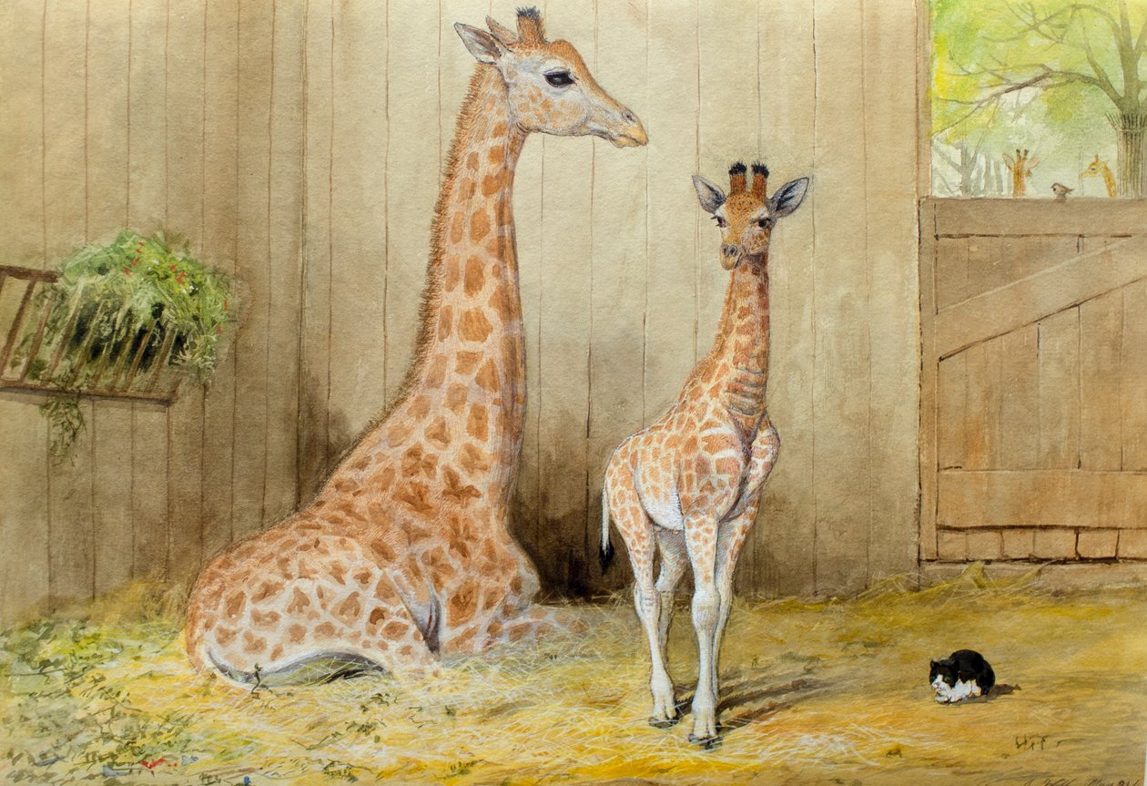 Giraffe and Young, 1852 av Joseph Wolf