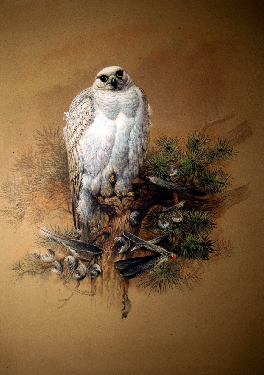 Grønland gyrfalcon av Joseph Wolf