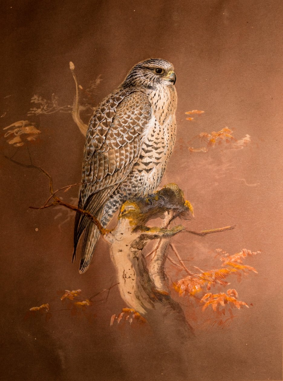 Island Falcon (Hierofalco islandus), 1856-67 (wc og blyant på papir) av Joseph Wolf