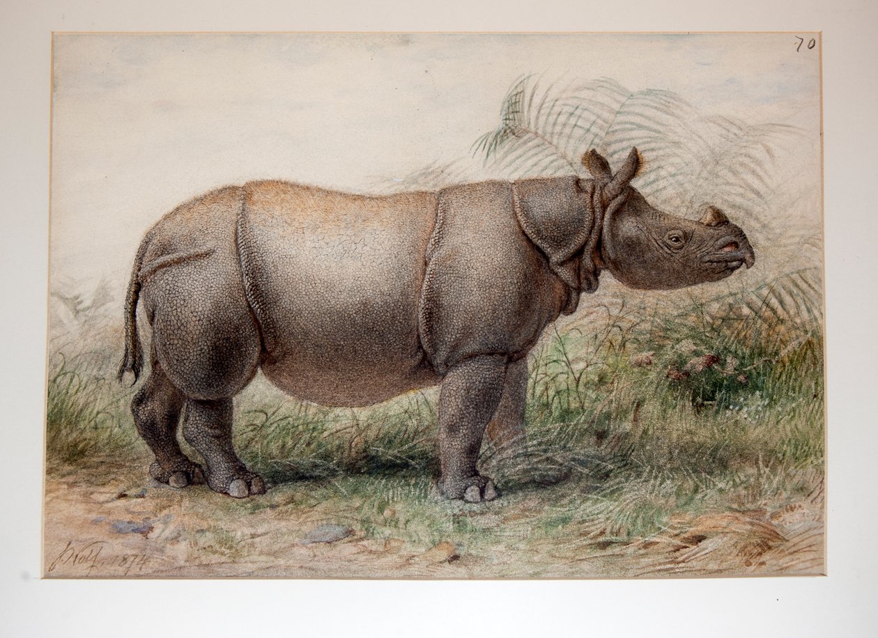 Javanneshorn, 1874 av Joseph Wolf