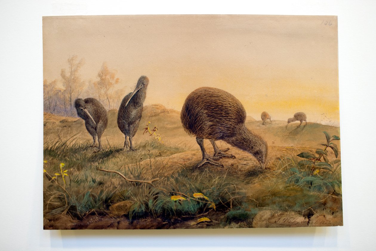 Kiwi Mantells, 1852 av Joseph Wolf