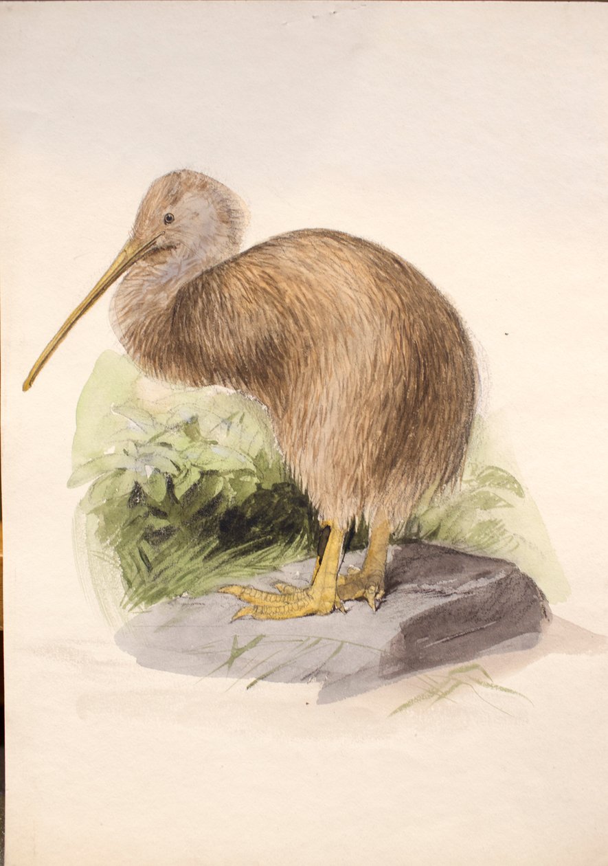 Kiwi, ca. 1850 av Joseph Wolf