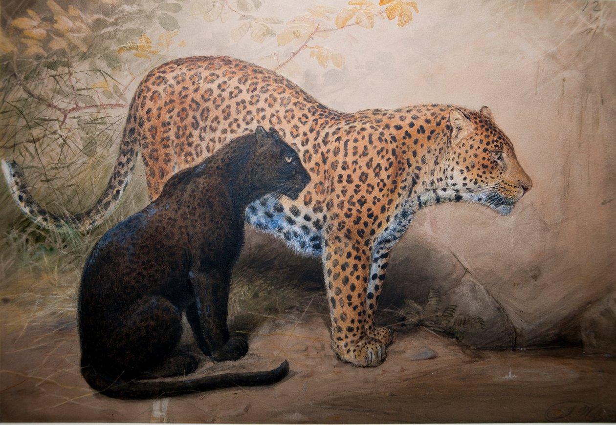 Leoparder, 1851-69 av Joseph Wolf