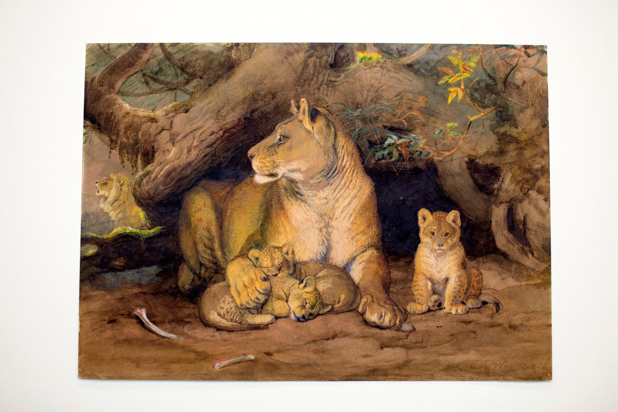 Løvinne og unge, 1855 av Joseph Wolf