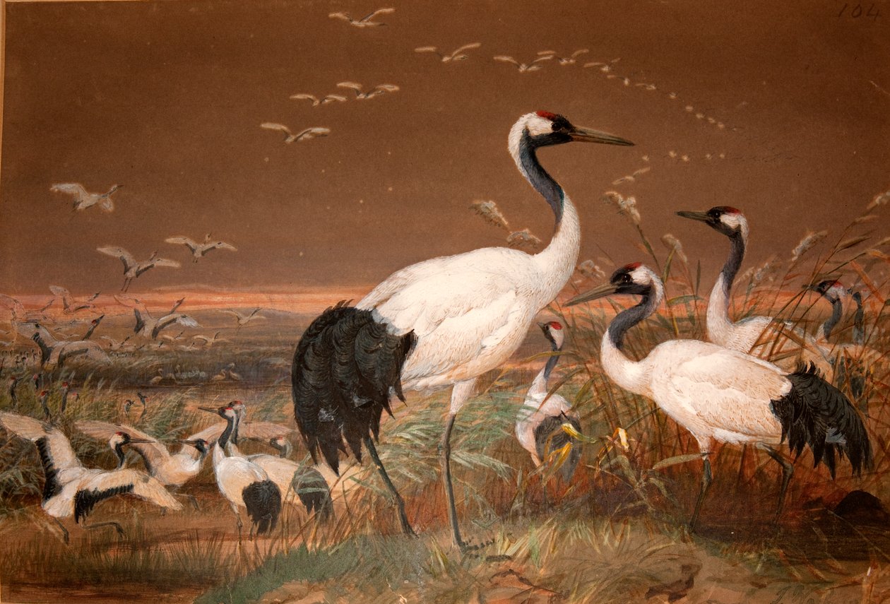 Manchurian Crane (Grus viridirostris), ca. 1851-76 (wc og blyant på papir) av Joseph Wolf