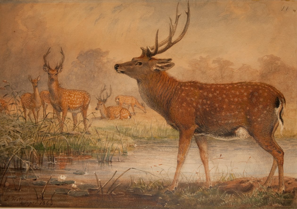 Manchurian hjort av Joseph Wolf