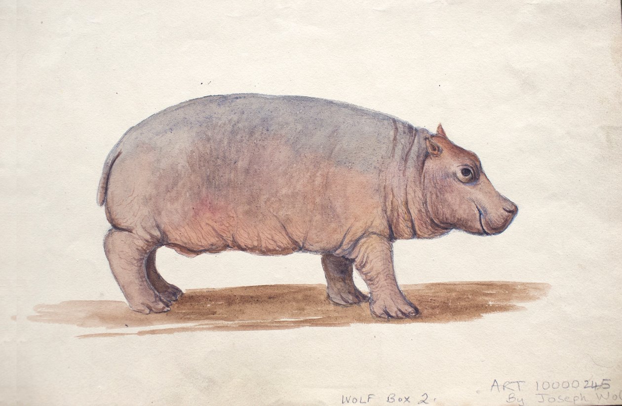 Obaysch, ca. 1850 av Joseph Wolf