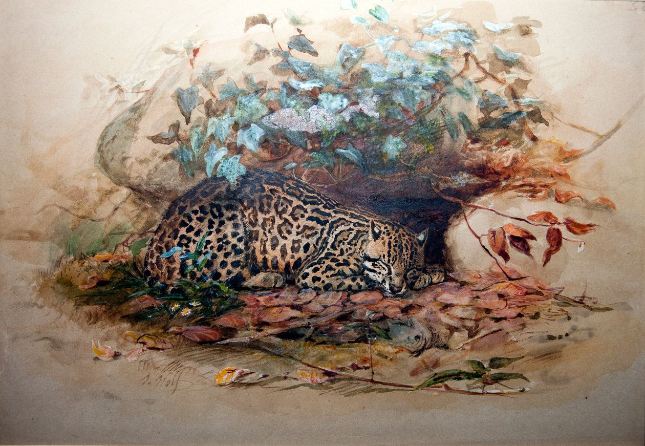 Ocelot, 1851-52 av Joseph Wolf