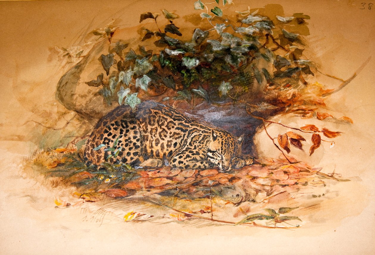 Ocelot, 1851-52 av Joseph Wolf