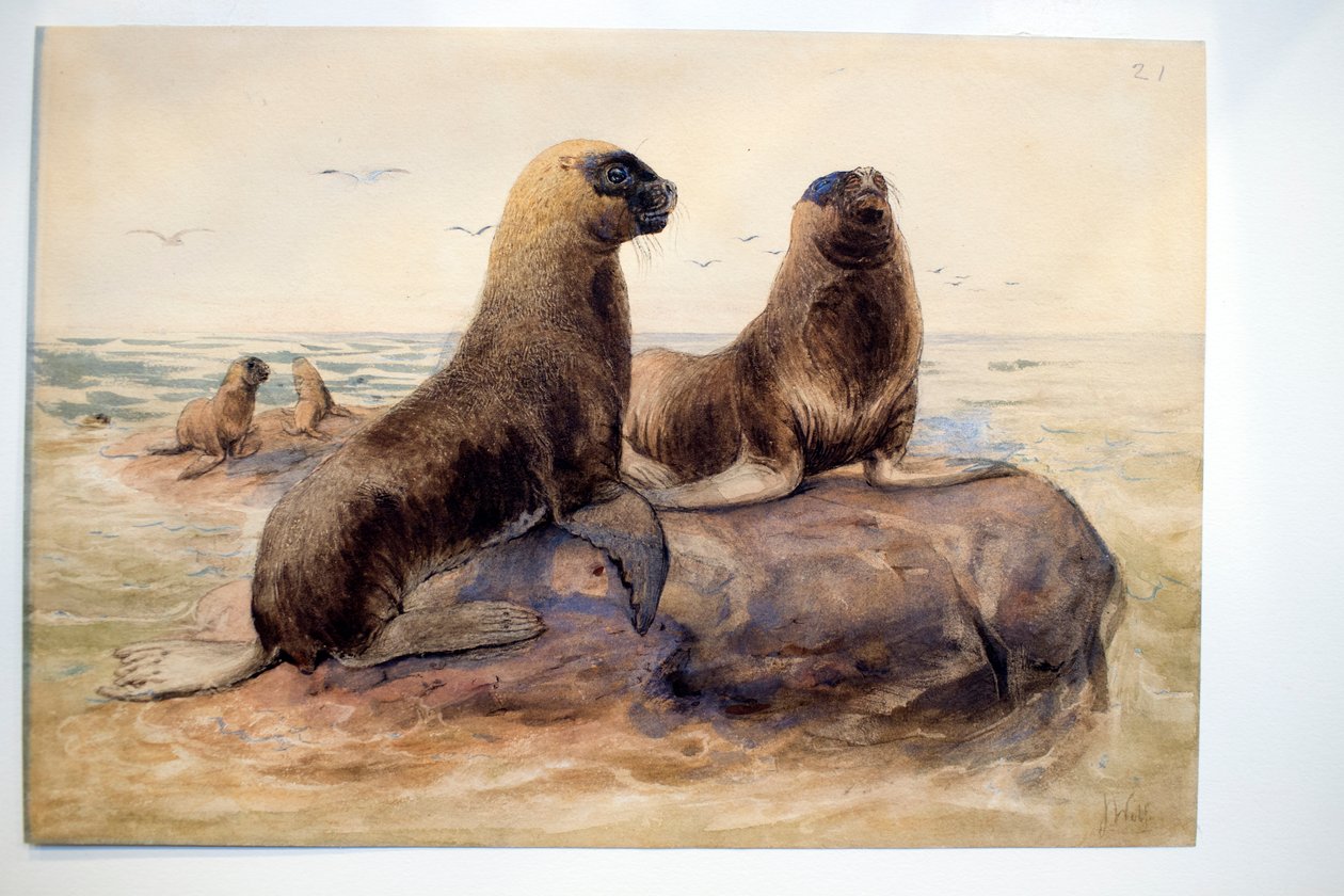 Patagoniske sjøløver, ca. 1865 av Joseph Wolf