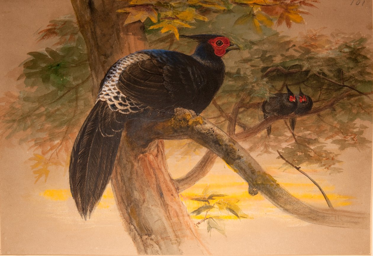 Purple Kaleege (Euplocamus horsfieldi), ca. 1851-76 (wc og blyant på papir) av Joseph Wolf