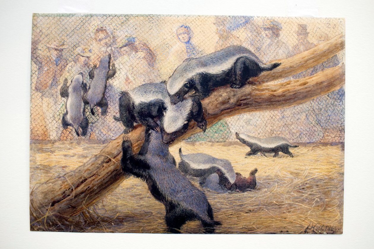 Ratels, 1864 av Joseph Wolf