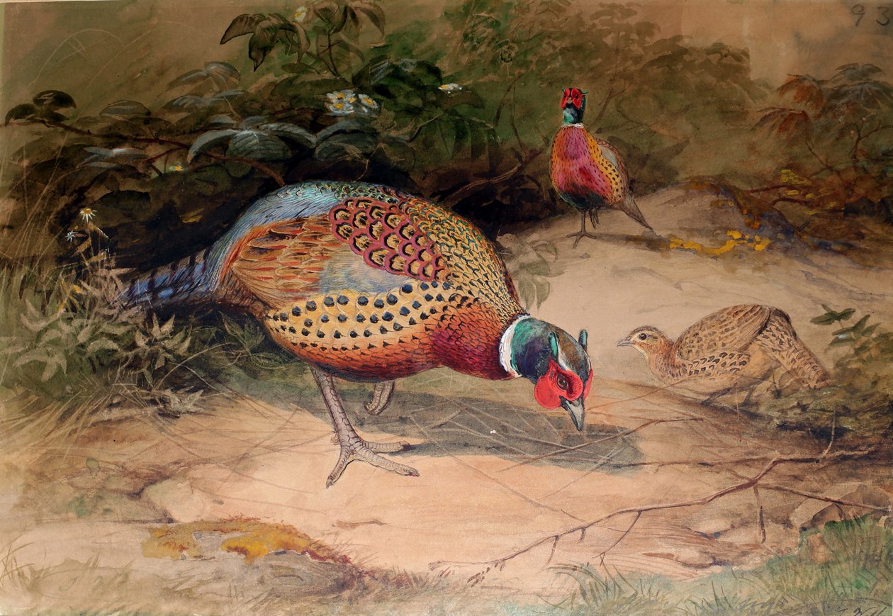 Ringhalsfasan (Phasianus torquatus), 1852-54 av Joseph Wolf