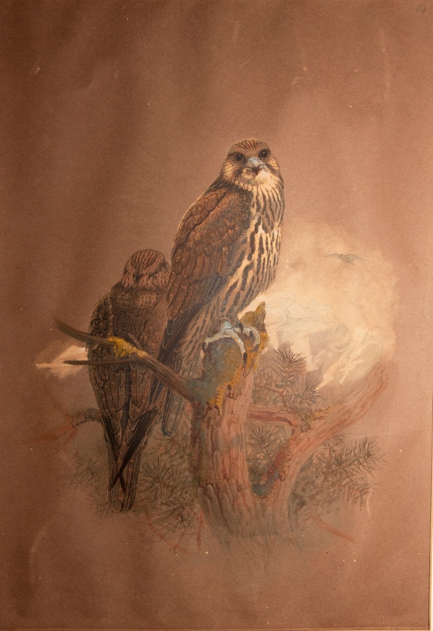 Saker Falcon (Falco sacer), 1856-67 av Joseph Wolf