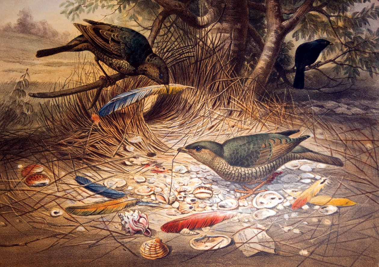 Satin Bowerbird, 1861 av Joseph Wolf