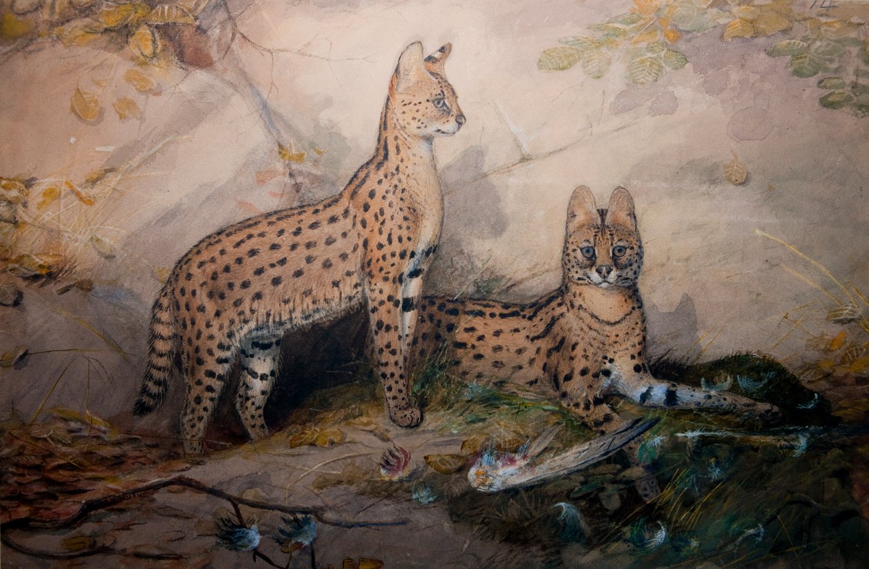 Serval, 1851-1869 av Joseph Wolf