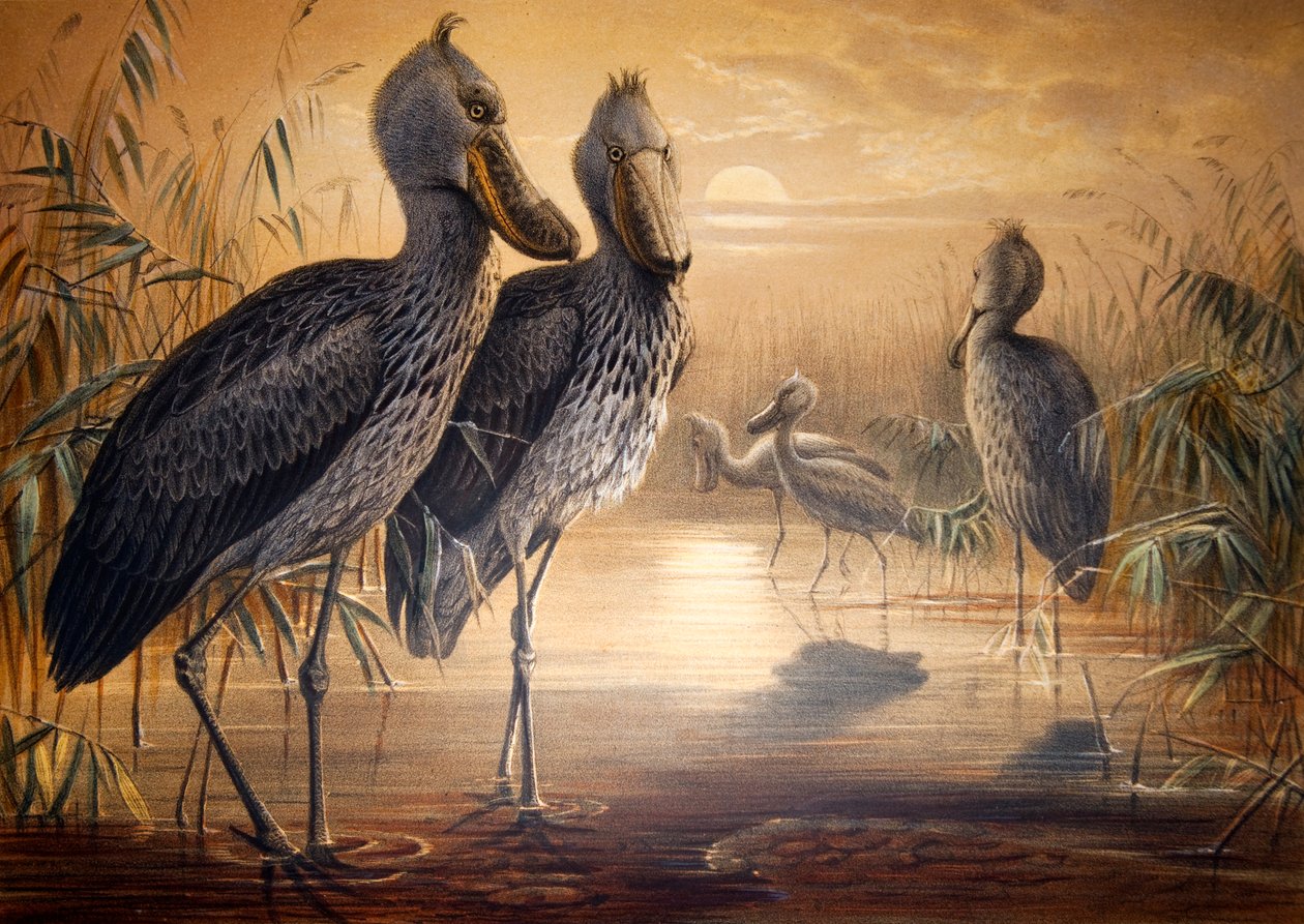 Skonebbstork, 1861 av Joseph Wolf