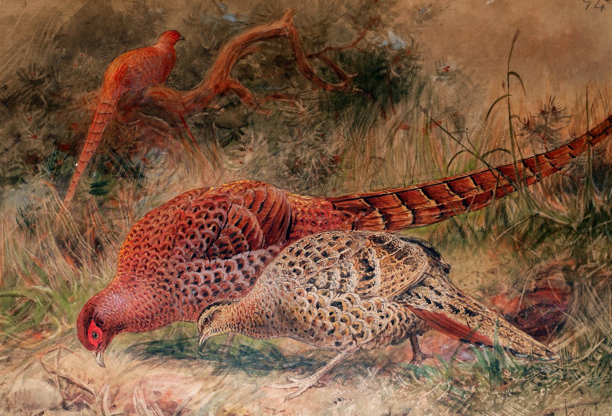 Soemmerrings fasan (Phasianus soemmerringi), 1852-54 av Joseph Wolf