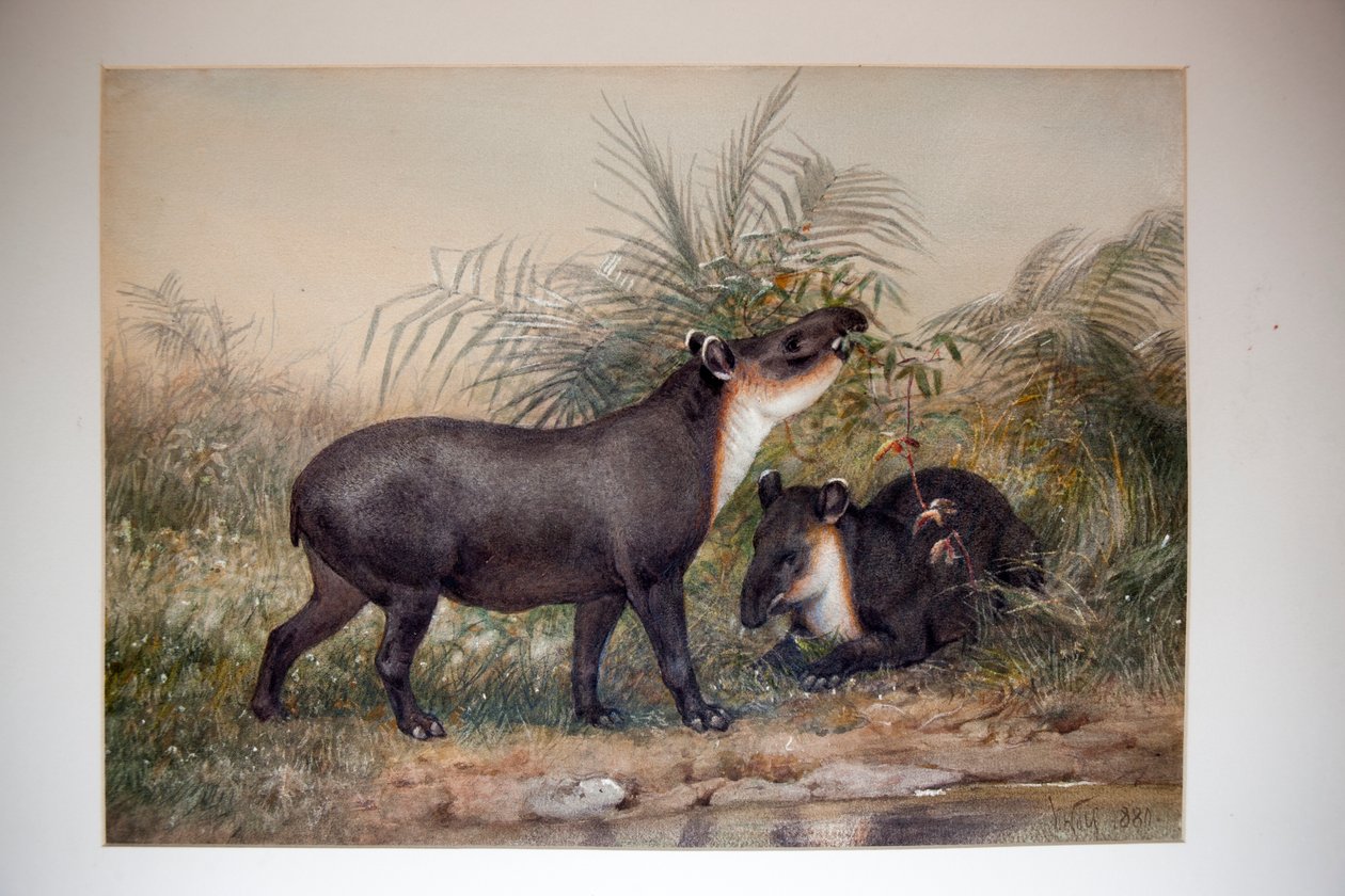 Tapir, 1880 av Joseph Wolf