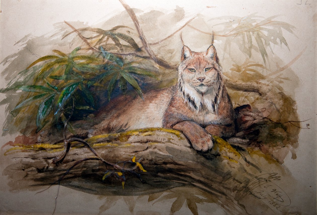 Den kanadiske gaupen (Felis canadensis), 1852 av Joseph Wolf