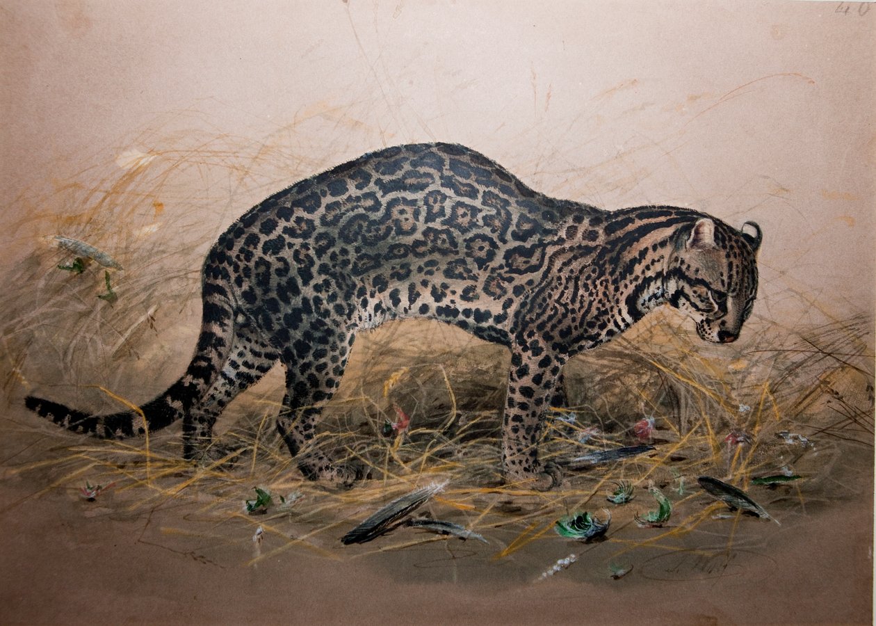 The Painted Ocelot (Felis picta), ca. 1850 av Joseph Wolf