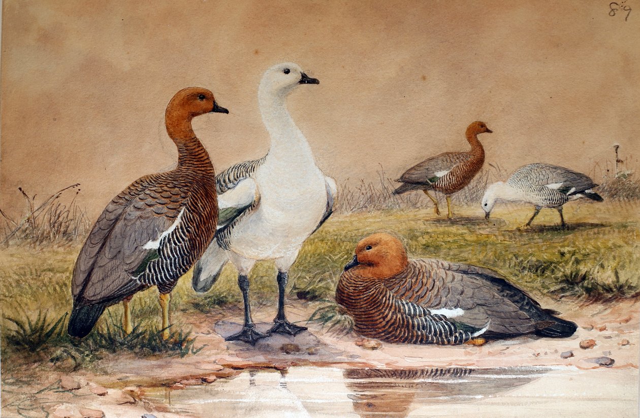 Høylandsgås (Bernicla magellanica), 1852-54 av Joseph Wolf