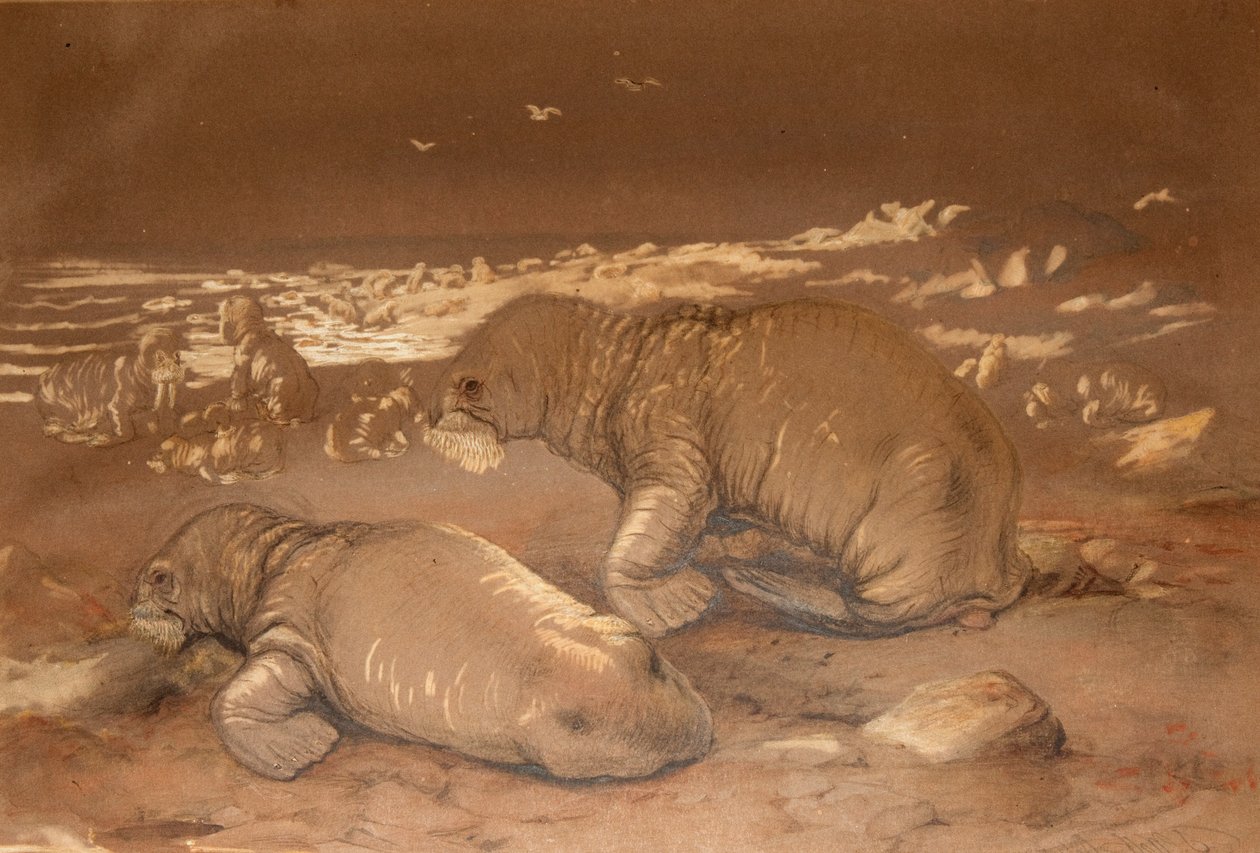 Hvalross - Tricherchus rosmarus av Joseph Wolf