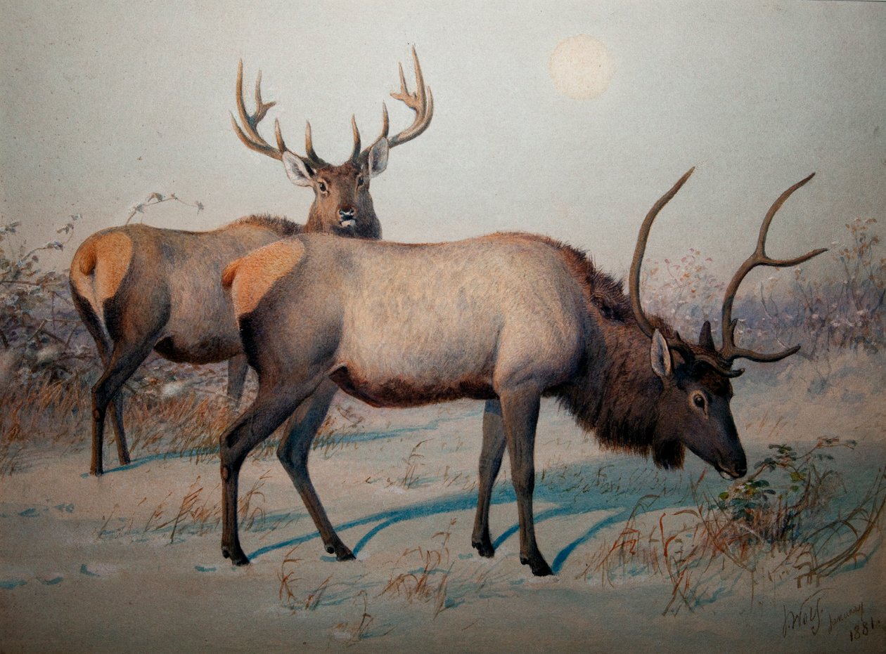 Wapiti, ca. 1850 av Joseph Wolf