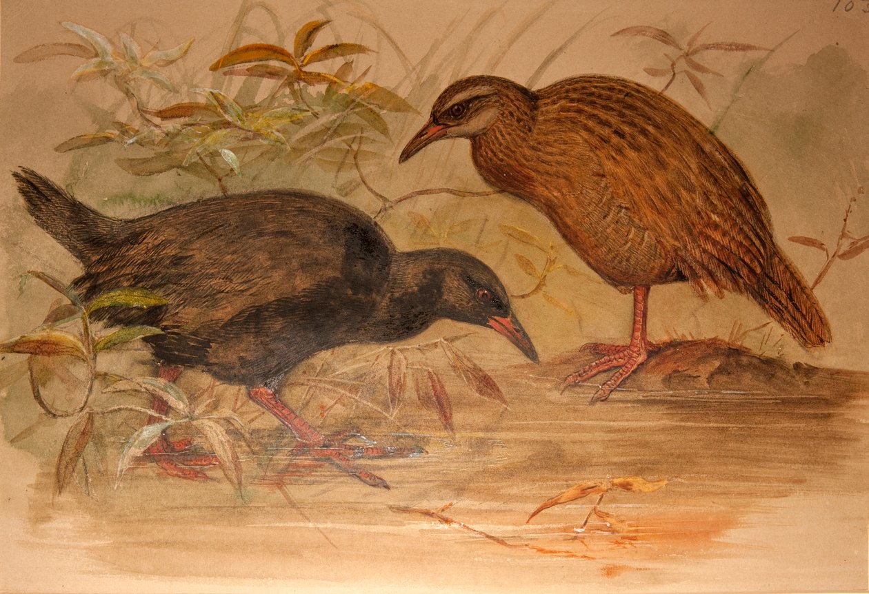 Weka Rail (Ocydromus australis), ca. 1851-76 (wc og blyant på papir) av Joseph Wolf