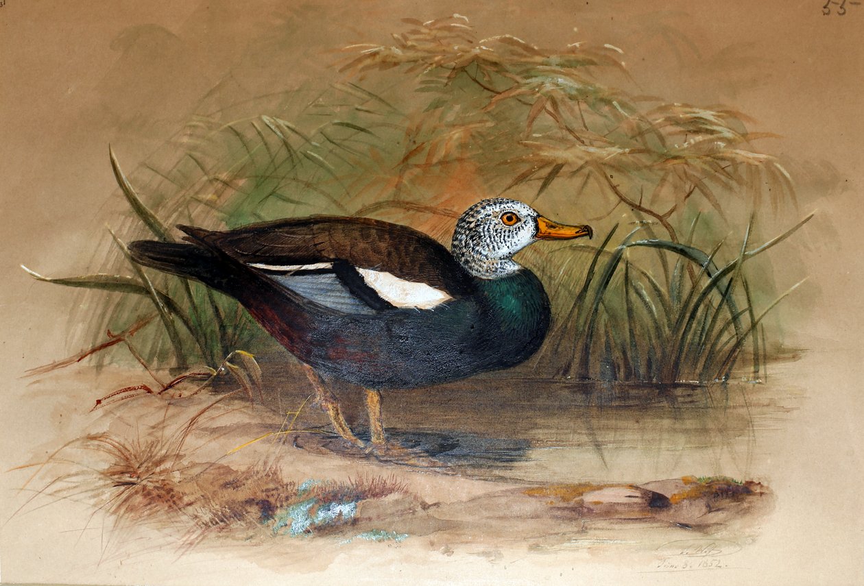 Hvithodet Sheldrake (Casarca leucoptera), 1852-54 av Joseph Wolf