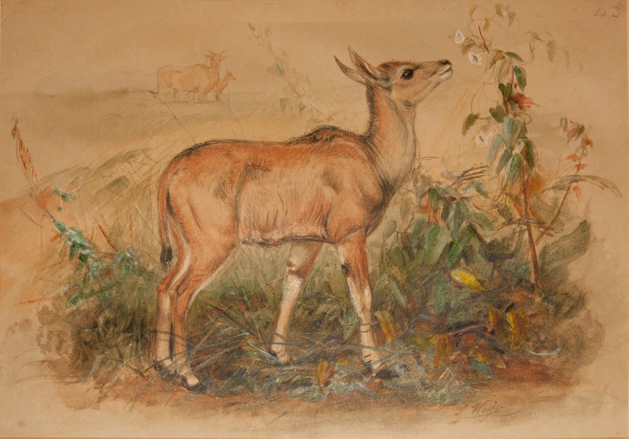 Unge Eland av Joseph Wolf