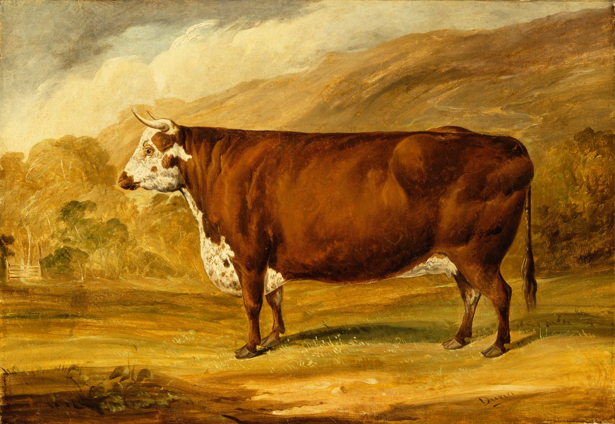 A Hereford Bull (olje på lerret) av Joseph Dunn