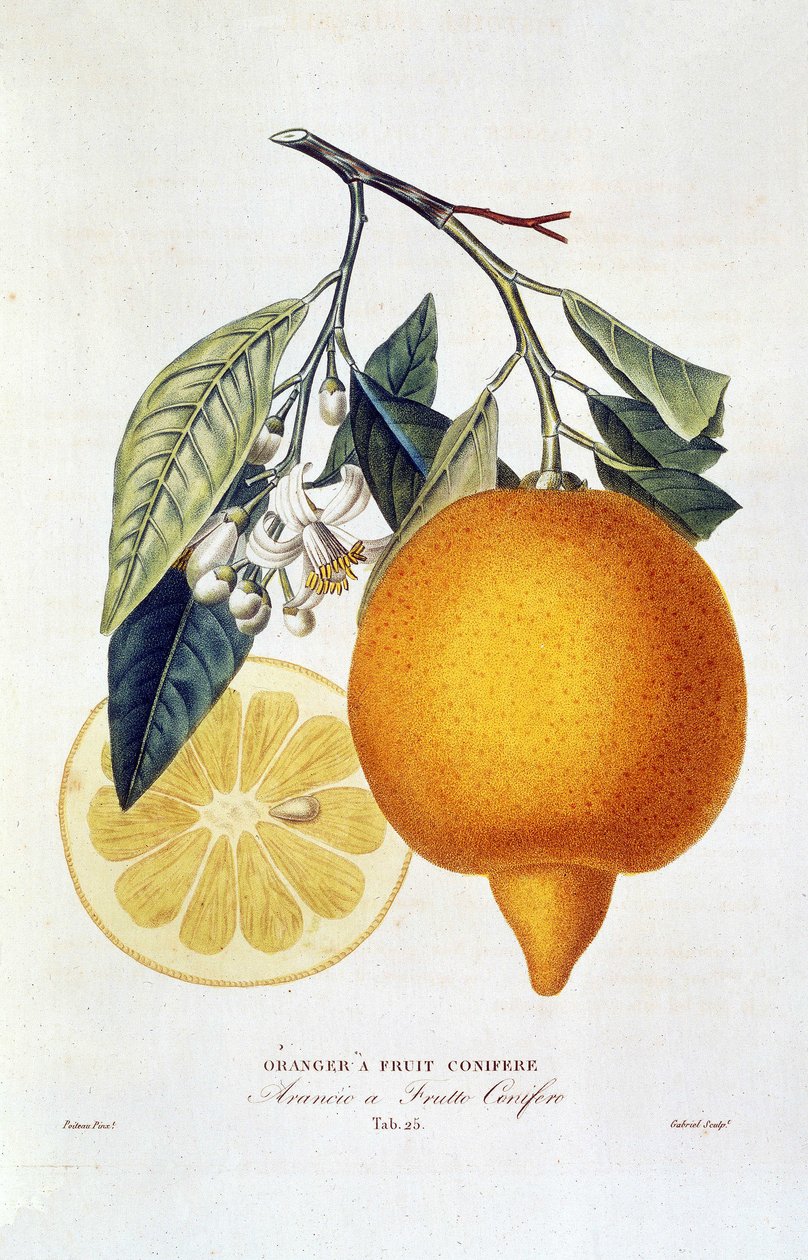 Sitrus: oransje plante med blomst. “Appelsintre med bartrær frukt; Arancio a frutto bartrær»: Hel appelsin- og appelsinskive. Botanisk kart hentet fra boken "Natural History of Orange Trees" av Joseph Antoine Risso og Pierre Antoine Poiteau av Joseph Antoine & Antoine Pierre (1766 1854)(after) Risso