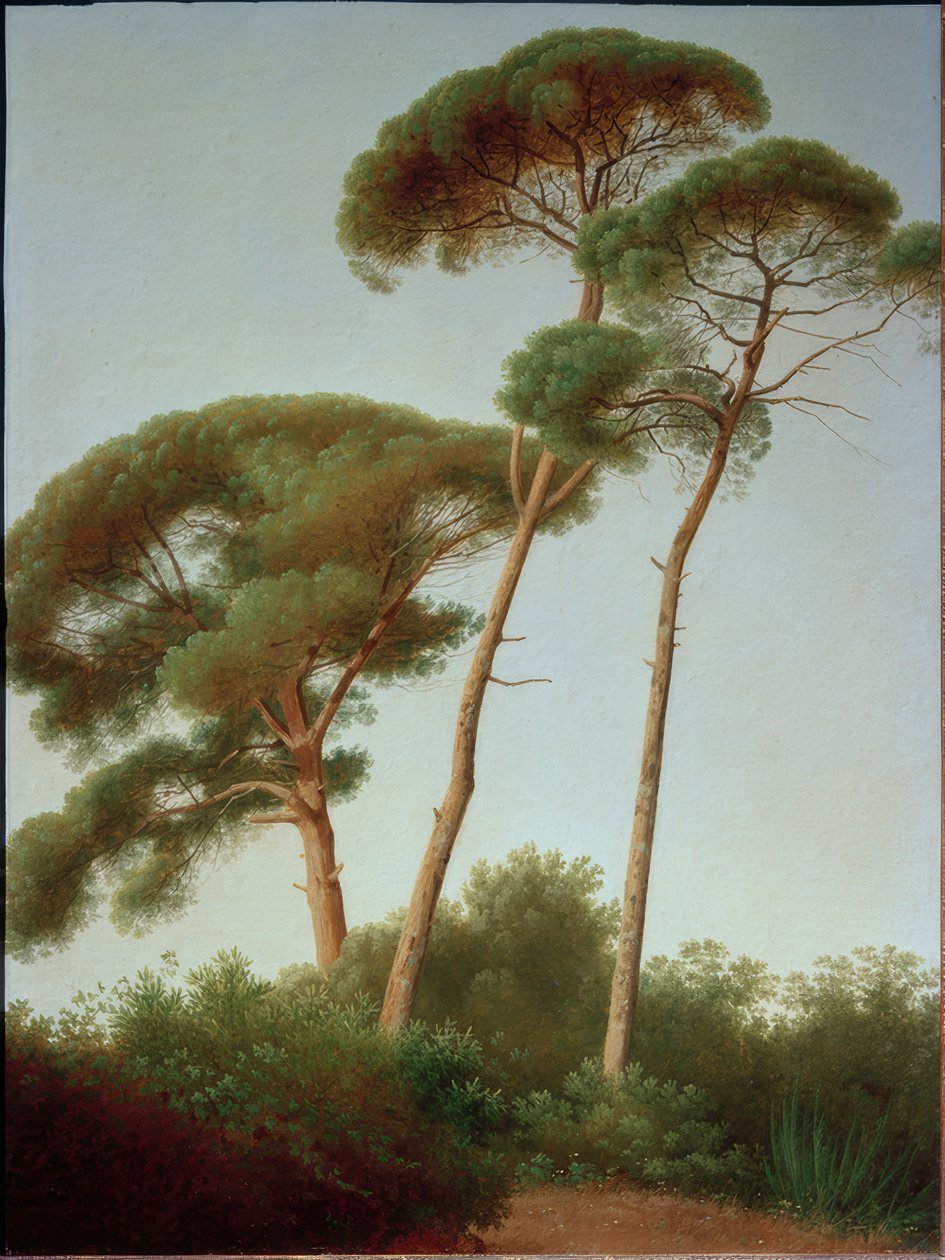 furutrær av Joseph August Knip