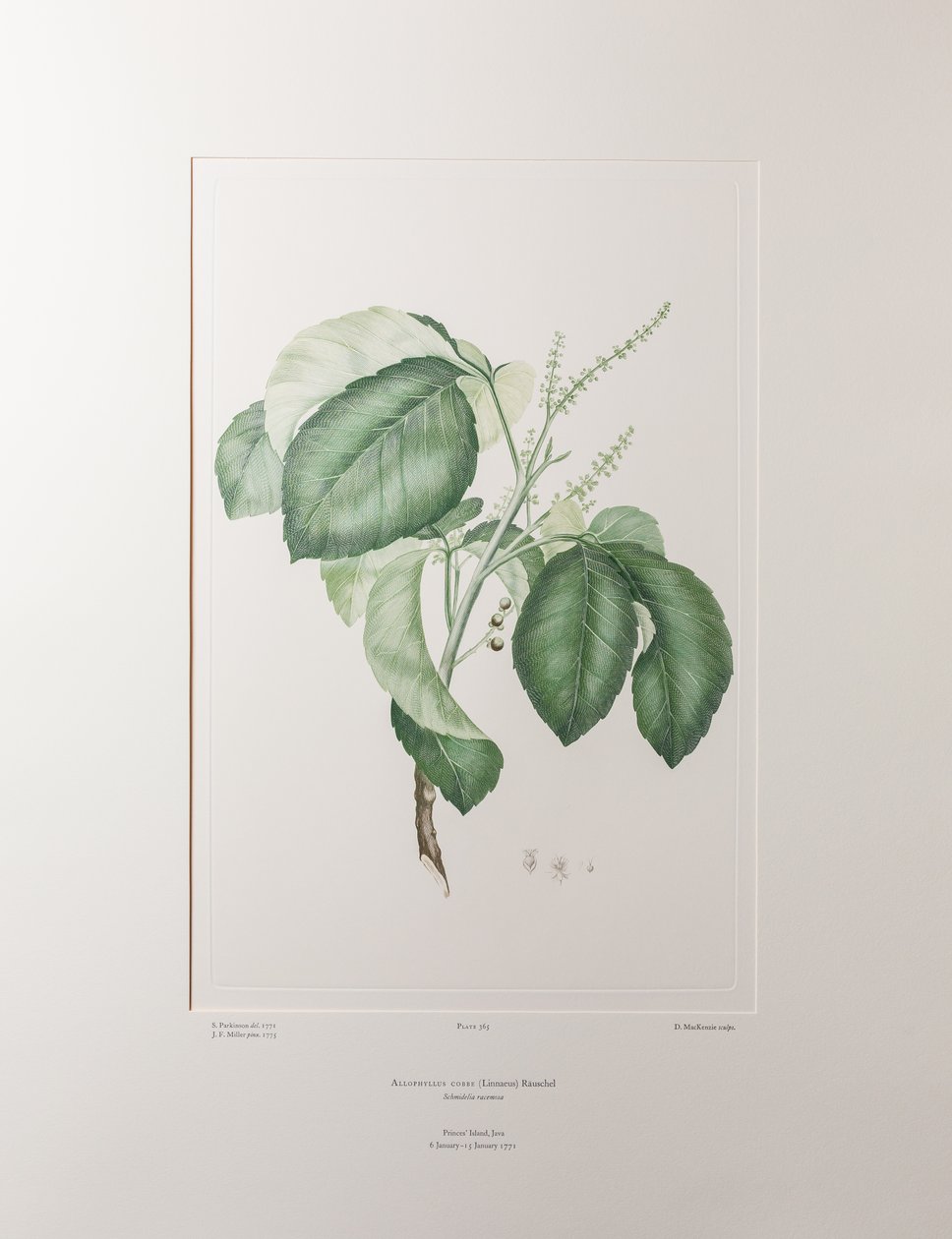 Allophyllus cobbe (Sapindaceae) - Plate 365, Banks#39; Florilegium, ca. 1771-84 (kobberstikk på papir) av Joseph Banks