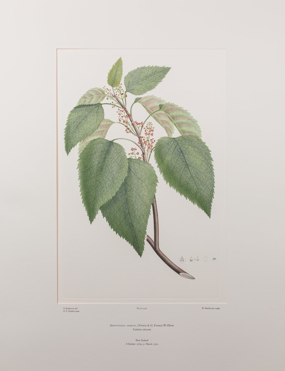 Aristotelia serrata (Elaeocarpaceae) - Plate 419, Banks#39; Florilegium, ca. 1771-84 (kobberstikk på papir) av Joseph Banks