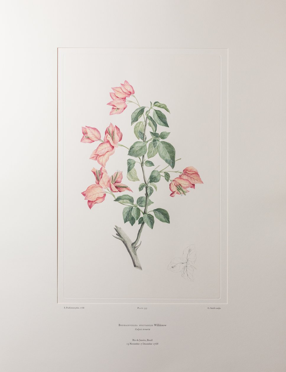 Bouganvillea spectabilis (Nyctaginaceae) - Plate 355, Banks#39; Florilegium, ca. 1771-84 (kobberstikk på papir) av Joseph Banks