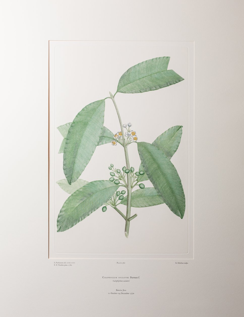 Calophyllum soulattri (Guttiferae) - Plate 362, Banks#39; Florilegium, ca. 1771-84 (kobberstikk på papir) av Joseph Banks