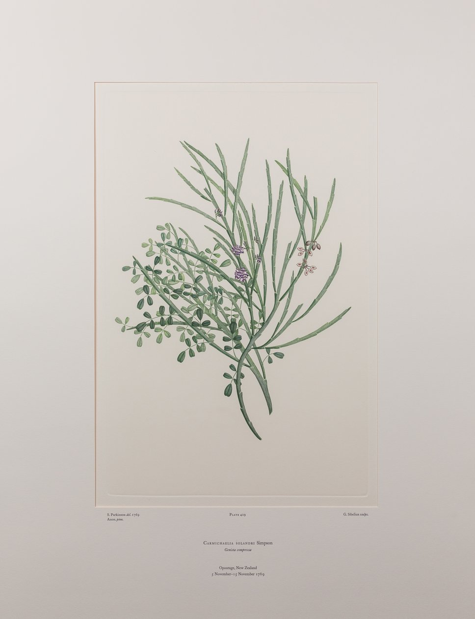 Carmichaelia solandri (Leguminosae) - Plate 429, Banks#39; Florilegium, ca. 1771-84 (kobberstikk på papir) av Joseph Banks