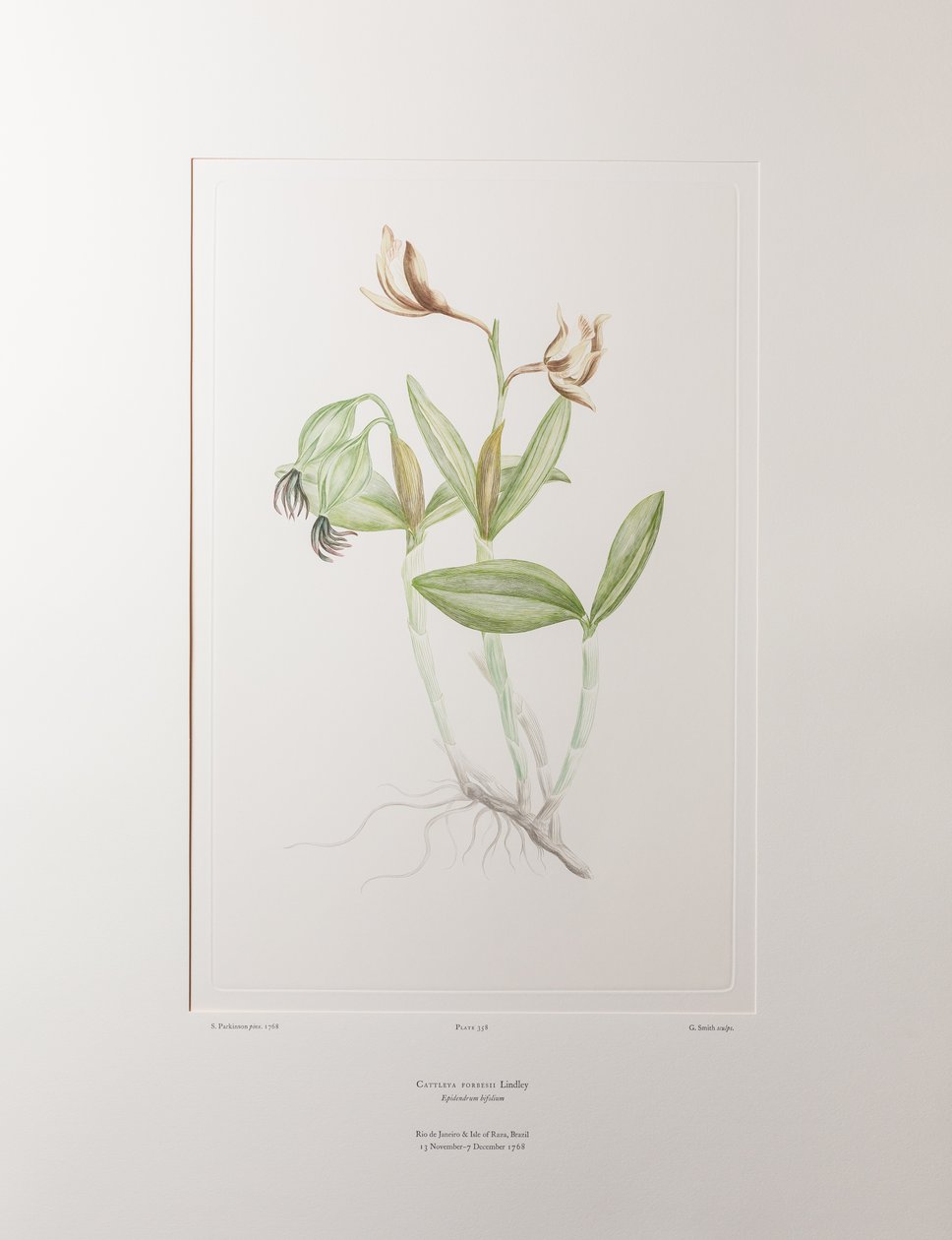 Cattleya forbesii (Orchidaceae) - Plate 358, Banks#39; Florilegium, ca. 1771-84 (kobberstikk på papir) av Joseph Banks
