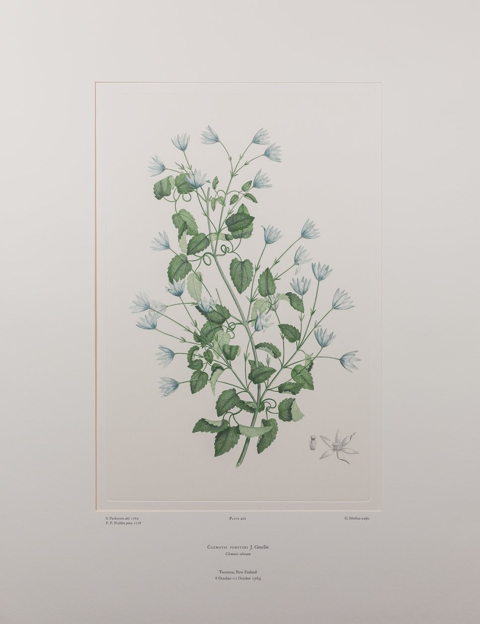Clematis forsteri (Ranunculaceae) - Plate 402, Banks#39; Florilegium, ca. 1771-84 (kobberstikk på papir) av Joseph Banks