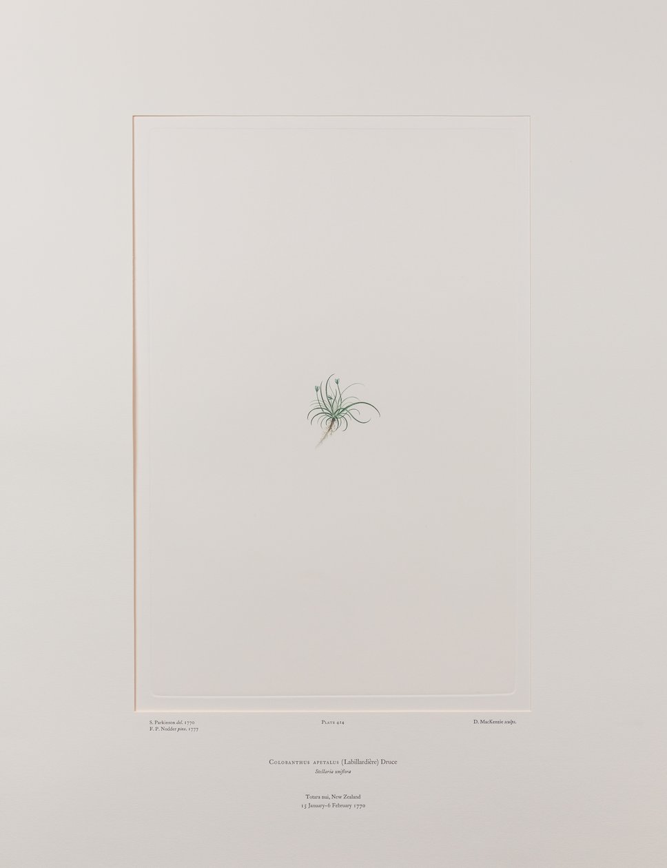 Colobanthus apetalus (Caryophyllaceae) - Plate 414, Banks#39; Florilegium, ca. 1771-84 (kobberstikk på papir) av Joseph Banks