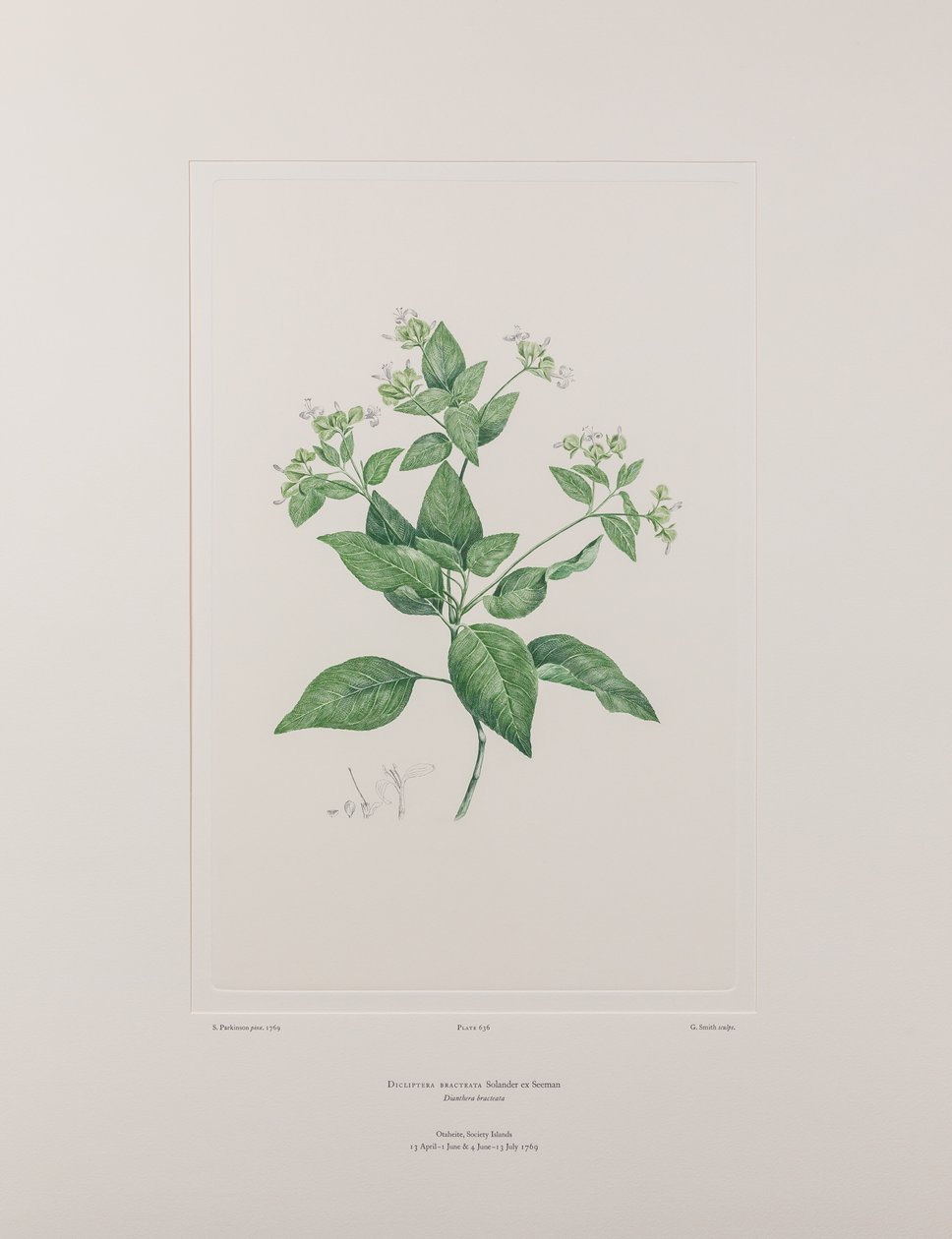 Dicliptera bracteata (Acanthaceae) - Plate 636, Banks#39; Florilegium, ca. 1771-84 (kobberstikk på papir) av Joseph Banks